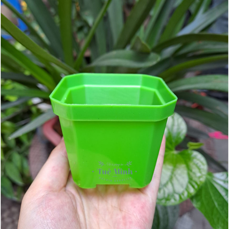Chậu Nhựa Trồng Sen Đá, Xương Rồng, Cây Để Bàn Chậu Nhựa Trồng Sen Đá, Xương Rồng, Cây Để Bàn