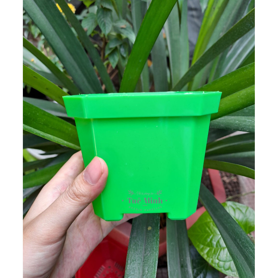 Chậu Nhựa Trồng Sen Đá, Xương Rồng, Cây Để Bàn Chậu Nhựa Trồng Sen Đá, Xương Rồng, Cây Để Bàn