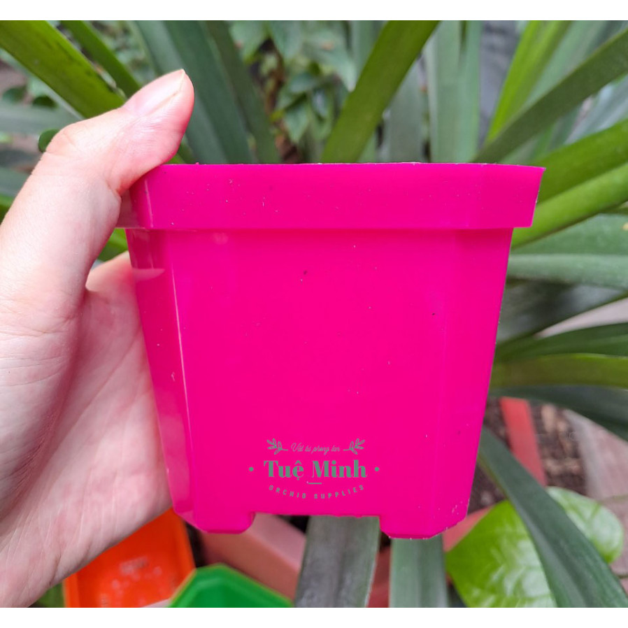 Chậu Nhựa Trồng Sen Đá, Xương Rồng, Cây Để Bàn Chậu Nhựa Trồng Sen Đá, Xương Rồng, Cây Để Bàn