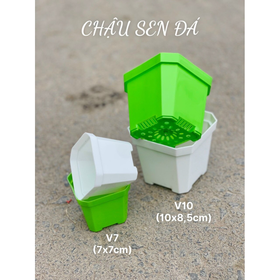 Chậu Nhựa Trồng Sen Đá, Xương Rồng, Cây Để Bàn Chậu Nhựa Trồng Sen Đá, Xương Rồng, Cây Để Bàn