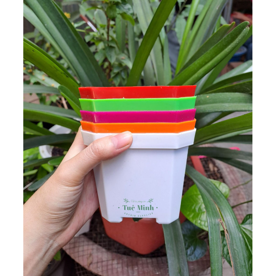 Chậu Nhựa Trồng Sen Đá, Xương Rồng, Cây Để Bàn Chậu Nhựa Trồng Sen Đá, Xương Rồng, Cây Để Bàn