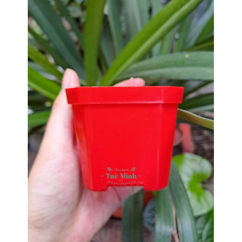 Chậu Nhựa Trồng Sen Đá, Xương Rồng, Cây Để Bàn Chậu Nhựa Trồng Sen Đá, Xương Rồng, Cây Để Bàn