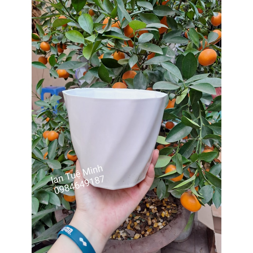 Chậu Nhựa Dáng Tròn Xoắn Trồng Cây Để Bàn, Cây Ban Công Chậu Nhựa Dáng Tròn Xoắn Trồng Cây Để Bàn, Cây Ban Công