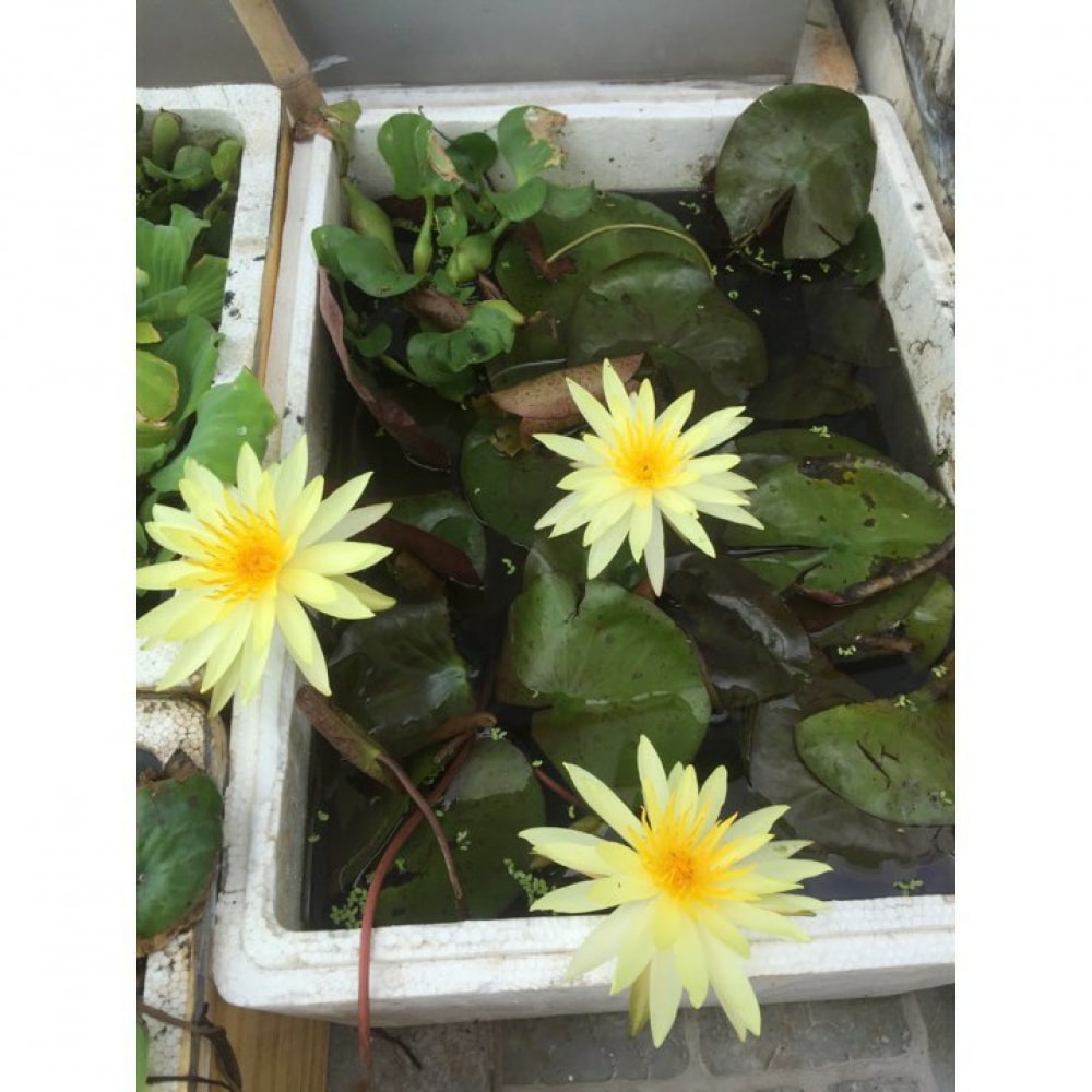Bùn Khô Chuyên Dùng Trồng Hoa Sen Súng Mini Bùn Khô Chuyên Dùng Trồng Hoa Sen Súng Mini