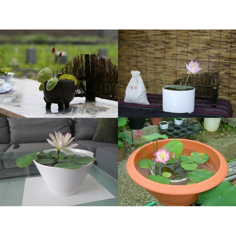 Bùn Khô Chuyên Dùng Trồng Hoa Sen Súng Mini Bùn Khô Chuyên Dùng Trồng Hoa Sen Súng Mini
