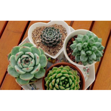 1kg Đá Cầu Vồng 3-6mm Giúp Kích Rễ, Giữ Màu Cho Sen Đá, Xương Rồng, Cẩm Nhung 1kg Đá Cầu Vồng 3-6mm Giúp Kích Rễ, Giữ Màu Cho Sen Đá, Xương Rồng, Cẩm Nhung