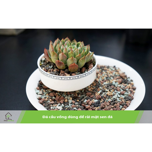 1kg Đá Cầu Vồng 3-6mm Giúp Kích Rễ, Giữ Màu Cho Sen Đá, Xương Rồng, Cẩm Nhung 1kg Đá Cầu Vồng 3-6mm Giúp Kích Rễ, Giữ Màu Cho Sen Đá, Xương Rồng, Cẩm Nhung