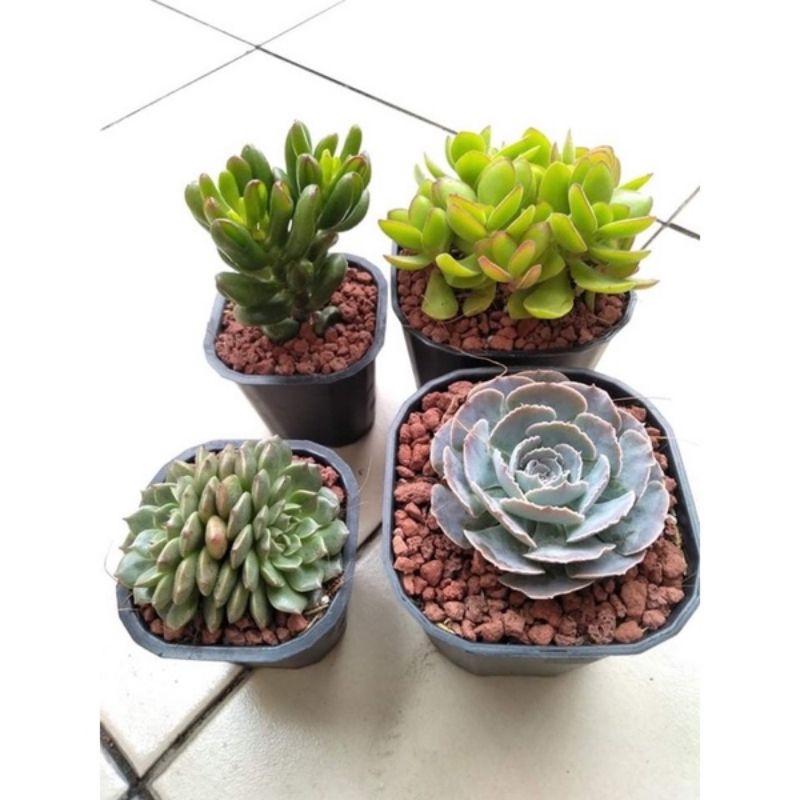 1kg Đá Nham Thạch Lava Đỏ/ Đen Trồng Sen Đá, Xương Rồng, Bonsai, Bể Thủy Sinh... 1kg Đá Nham Thạch Lava Đỏ/ Đen Trồng Sen Đá, Xương Rồng, Bonsai, Bể Thủy Sinh...
