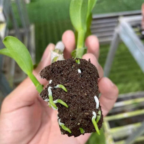 Mút Hữu Cơ Ươm Kie Lan Mút Hữu Cơ Ươm Kie Lan