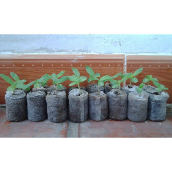 Viên Nén Xơ Dừa Ươm Hạt, Ươm Kie Con