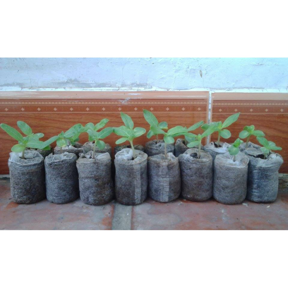 Set 50 Viên Nén Xơ Dừa Để Ươm Hạt Đầy Đủ Dinh Dưỡng