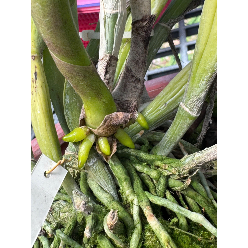 1kg Giá thể sọ dừa già - đã xử lý Trichodema 
