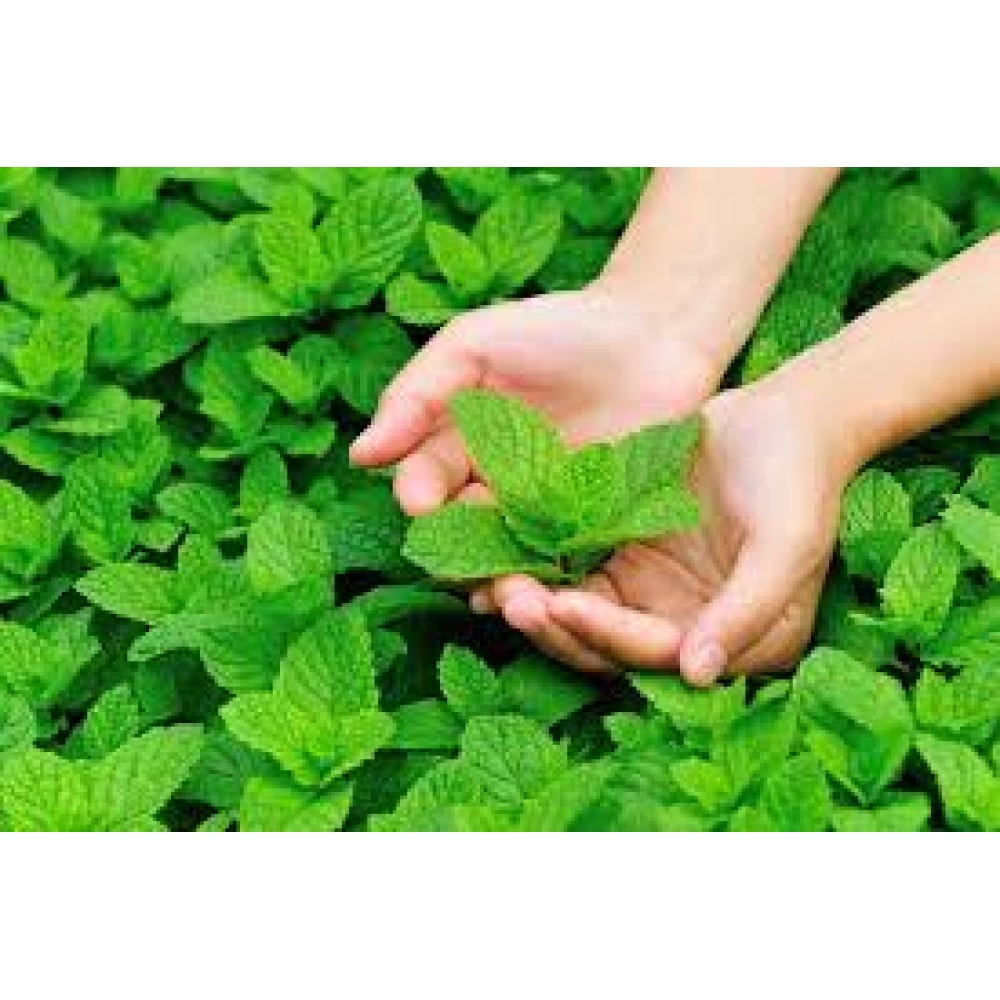 Hạt Giống Húng Bạc Hà Gói 0.1g Hạt Giống Húng Bạc Hà Gói 0.1g