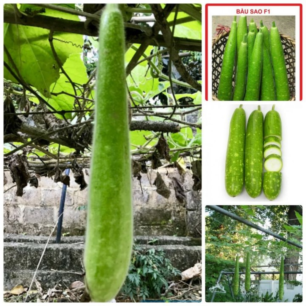 Hạt Giống Bầu Sao Trái Dài F1 Gói 2g Hạt Giống Bầu Sao Trái Dài F1 Gói 2g