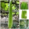 Hạt Giống Bầu Sao Trái Dài F1 Gói 2g Hạt Giống Bầu Sao Trái Dài F1 Gói 2g
