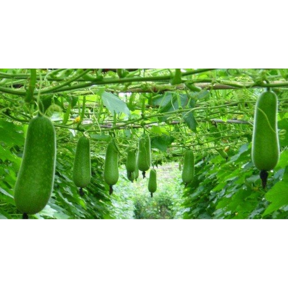 Hạt Giống Bầu Sao Trái Dài F1 Gói 2g Hạt Giống Bầu Sao Trái Dài F1 Gói 2g