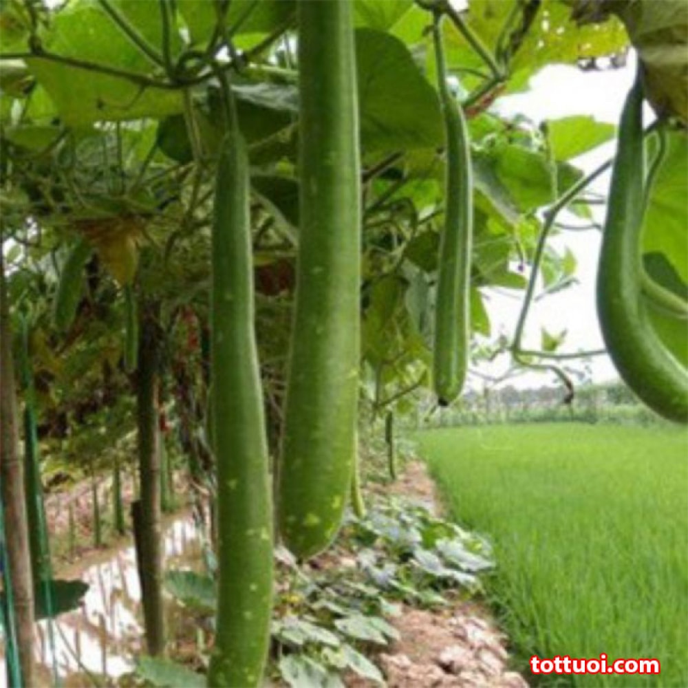 Hạt Giống Bầu Sao Trái Dài F1 Gói 2g Hạt Giống Bầu Sao Trái Dài F1 Gói 2g