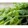 Hạt Giống Bí Siêu Ngọn Gói 20g Hạt Giống Bí Siêu Ngọn Gói 20g