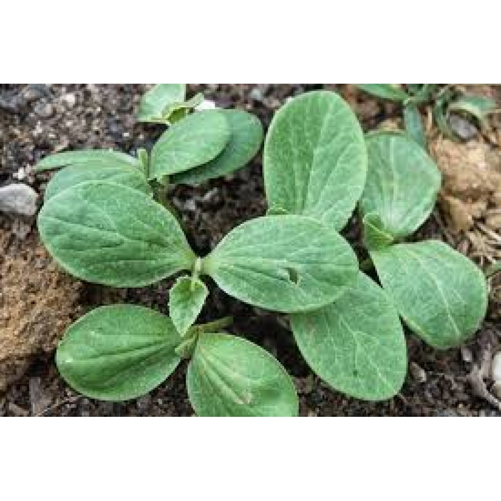 Hạt Giống Bí Siêu Ngọn Gói 20g Hạt Giống Bí Siêu Ngọn Gói 20g