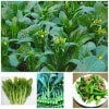 Hạt Giống Cải Ngồng Mập 20g Hạt Giống Cải Ngồng Mập 20g