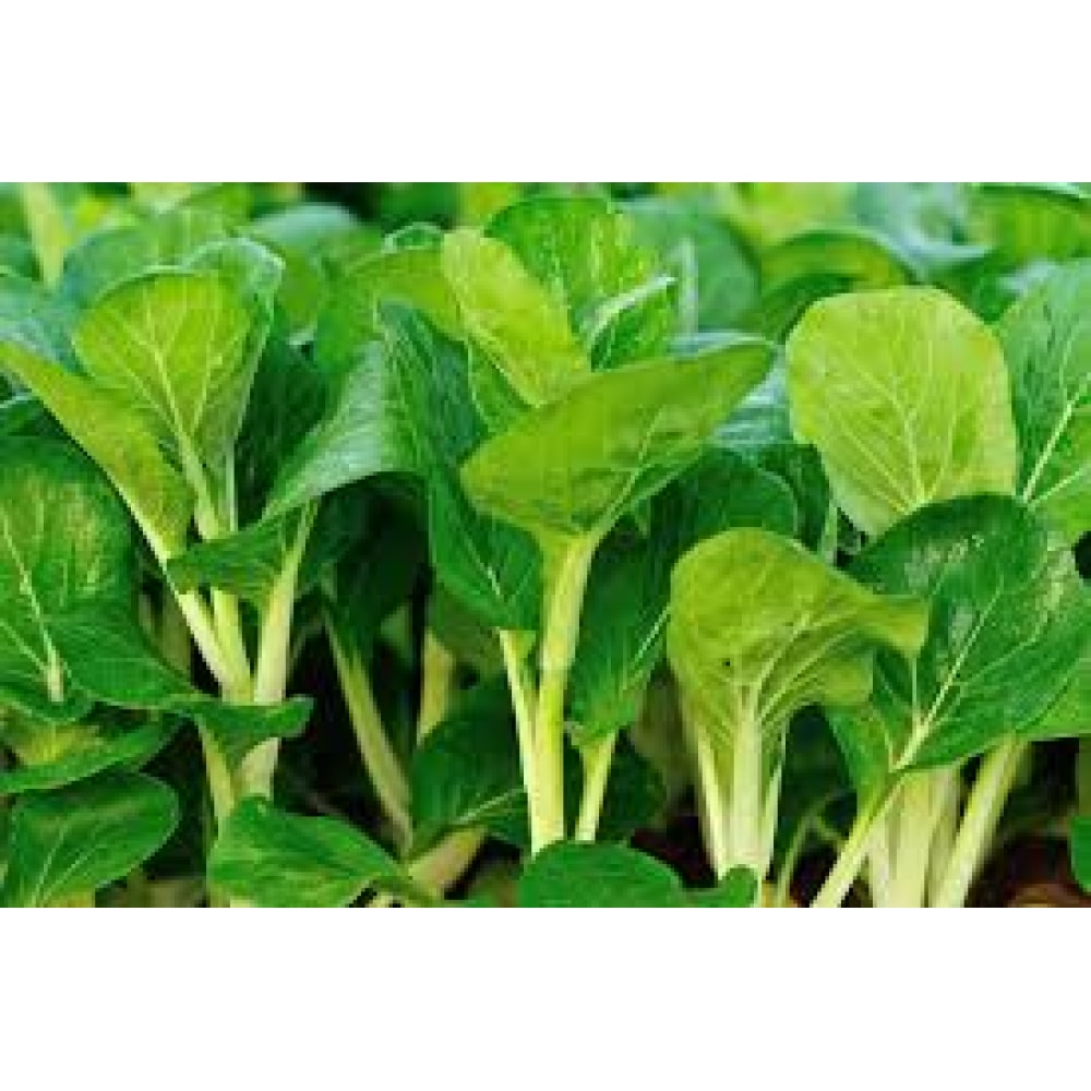 Hạt Giống Cải Ngồng Mập 20g Hạt Giống Cải Ngồng Mập 20g