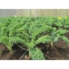 Hạt Giống Cải Xoăn Kale Dễ Trồng, Năng Suất Cao 150H Hạt Giống Cải Xoăn Kale Dễ Trồng, Năng Suất Cao 150H