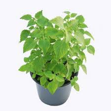 Hạt Giống Rau Kinh Giới Gói 10g Hạt Giống Rau Kinh Giới Gói 10g