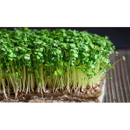 Hạt Giống Rau Mầm Các Loại Hạt Giống Rau Mầm Các Loại