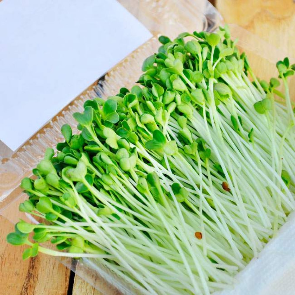 Hạt Giống Rau Mầm Các Loại Hạt Giống Rau Mầm Các Loại