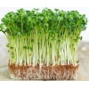 Hạt Giống Rau Mầm Các Loại Hạt Giống Rau Mầm Các Loại