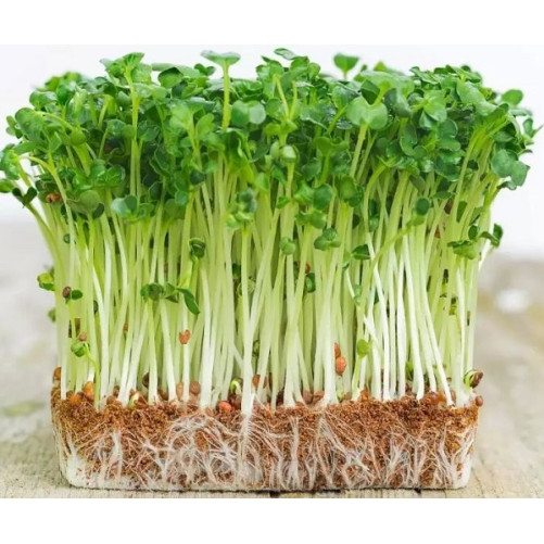 Hạt Giống Rau Mầm Các Loại Hạt Giống Rau Mầm Các Loại
