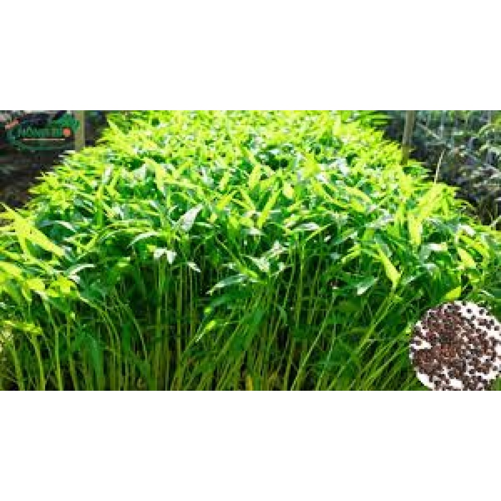 Hạt Giống Rau Muống Lá Tre HNX Gói 100g Hạt Giống Rau Muống Lá Tre HNX Gói 100g