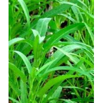 Hạt Giống Rau Muống Lá Tre HNX Gói 100g Hạt Giống Rau Muống Lá Tre HNX Gói 100g