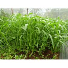 Hạt Giống Rau Muống Lá Tre HNX Gói 100g Hạt Giống Rau Muống Lá Tre HNX Gói 100g