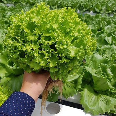 Hạt Giống Xà Lách Xoan Xanh Gói 5g Hạt Giống Xà Lách Xoan Xanh Gói 5g