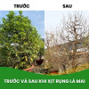 Chế phẩm Rụng lá mai đồng loạt lọ 50gr – bật nụ mạnh, nở hoa đều
