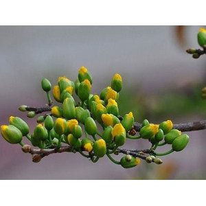 Chế phẩm Rụng lá mai đồng loạt lọ 50gr – bật nụ mạnh, nở hoa đều