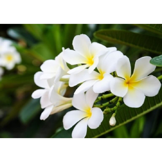Phân bón hữu cơ siêu hoa giấy