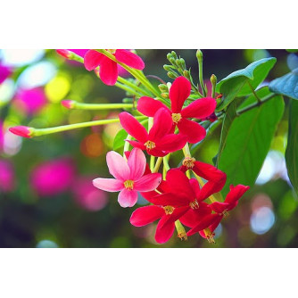 Phân bón hữu cơ siêu hoa giấy