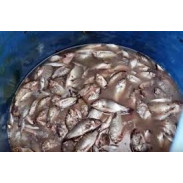 Đạm Cá Fish Emulsion 250ml (USA) Đạm Cá Fish Emulsion 250ml (USA)