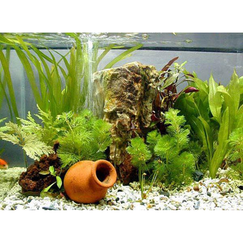 Phân Tan Chậm Chuyên Dùng Cho Cây Thủy Sinh, Sen, Súng, Thủy Trúc