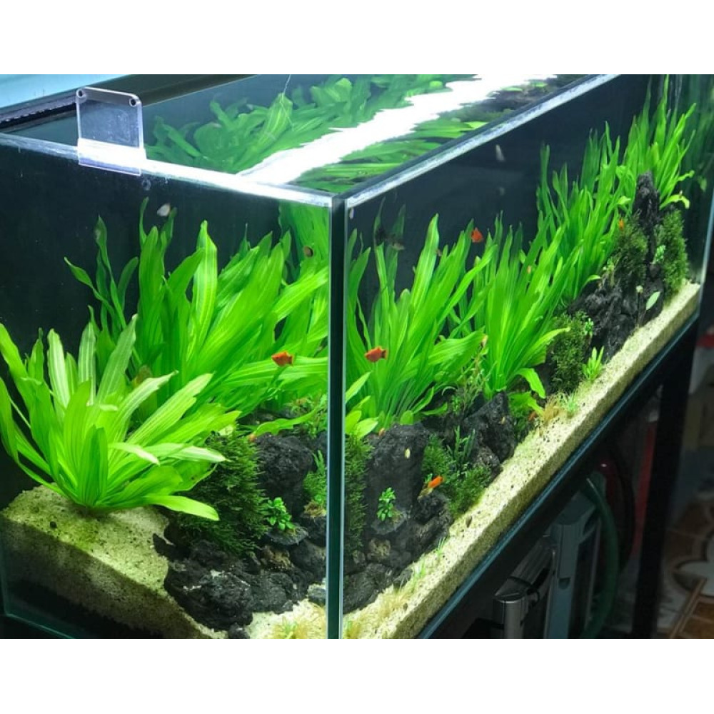 Phân Tan Chậm Chuyên Dùng Cho Cây Thủy Sinh, Sen, Súng, Thủy Trúc