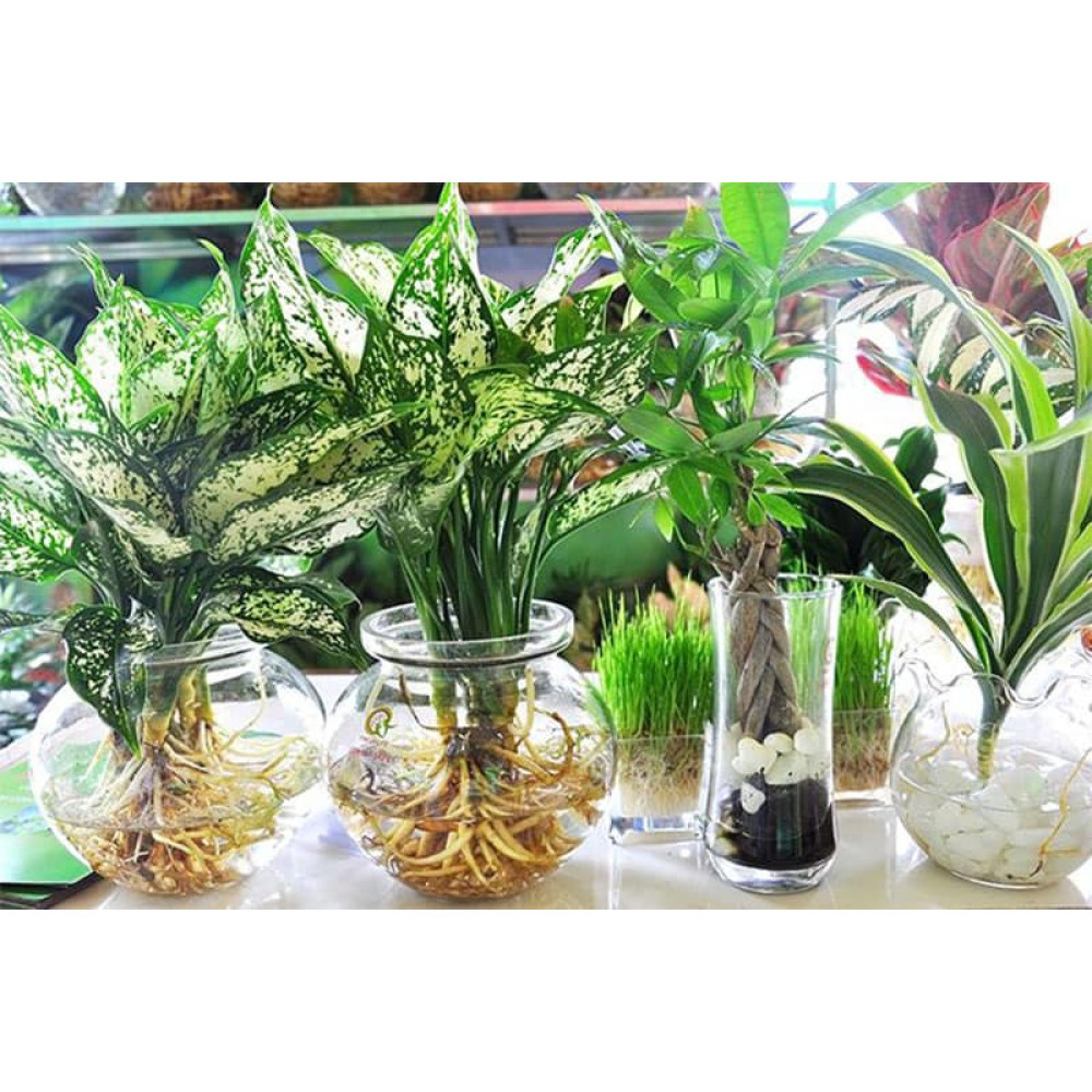 Phân Tan Chậm Chuyên Dùng Cho Cây Thủy Sinh, Sen, Súng, Thủy Trúc