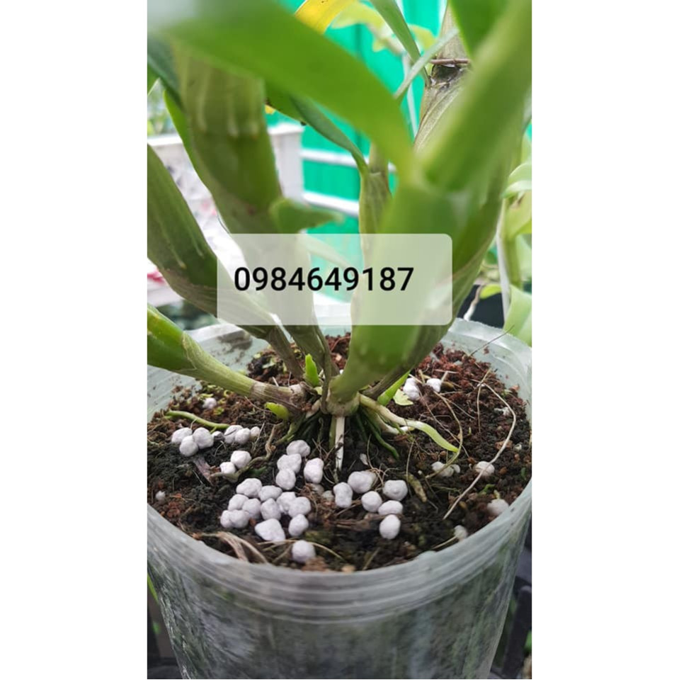 Phân Bón Tan Chậm Nhật 14-13-13 Dùng Cho Mọi Loại Cây Phân Bón Tan Chậm Nhật 14-13-13 Dùng Cho Mọi Loại Cây