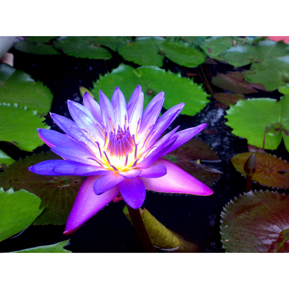 Phân Tan Chậm Chuyên Dùng Cho Cây Thủy Sinh, Sen, Súng, Thủy Trúc