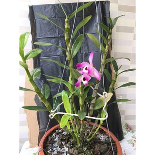 Phân Bón Lá Atonik Kích Mầm, Chồi, Kích Thích Sinh Trưởng Phân Bón Lá Atonik Kích Mầm, Chồi, Kích Thích Sinh Trưởng