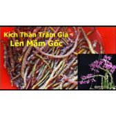Kích kie duy đỏ dùng cho phong lan (kieDuy Pro) Kích kie duy đỏ dùng cho phong lan (kieDuy Pro)