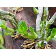 Kích kie Duy Xanh (Kieduy spray) Kích kie Duy Xanh (Kieduy spray)