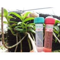 Kích kie Duy Xanh (Kieduy spray) Kích kie Duy Xanh (Kieduy spray)