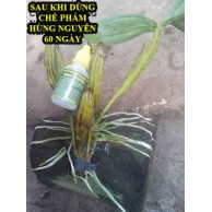 Chế Phẩm Sinh Học Hùng Nguyễn 20ml Chế Phẩm Sinh Học Hùng Nguyễn 20ml